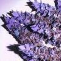 Click for larger view