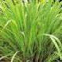 Click for larger view