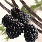 Black Rasberry & Vanilla