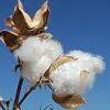 Clean Cotton