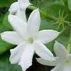 Jasmine
