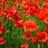 Click for larger view