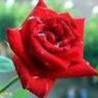 Click for larger view